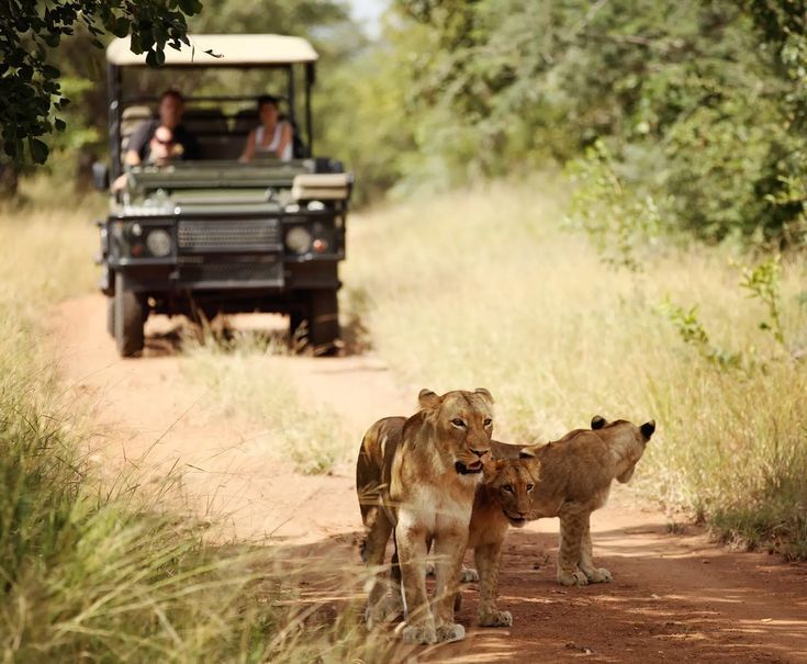 Sunrise Kruger Game Drive from Hazyview