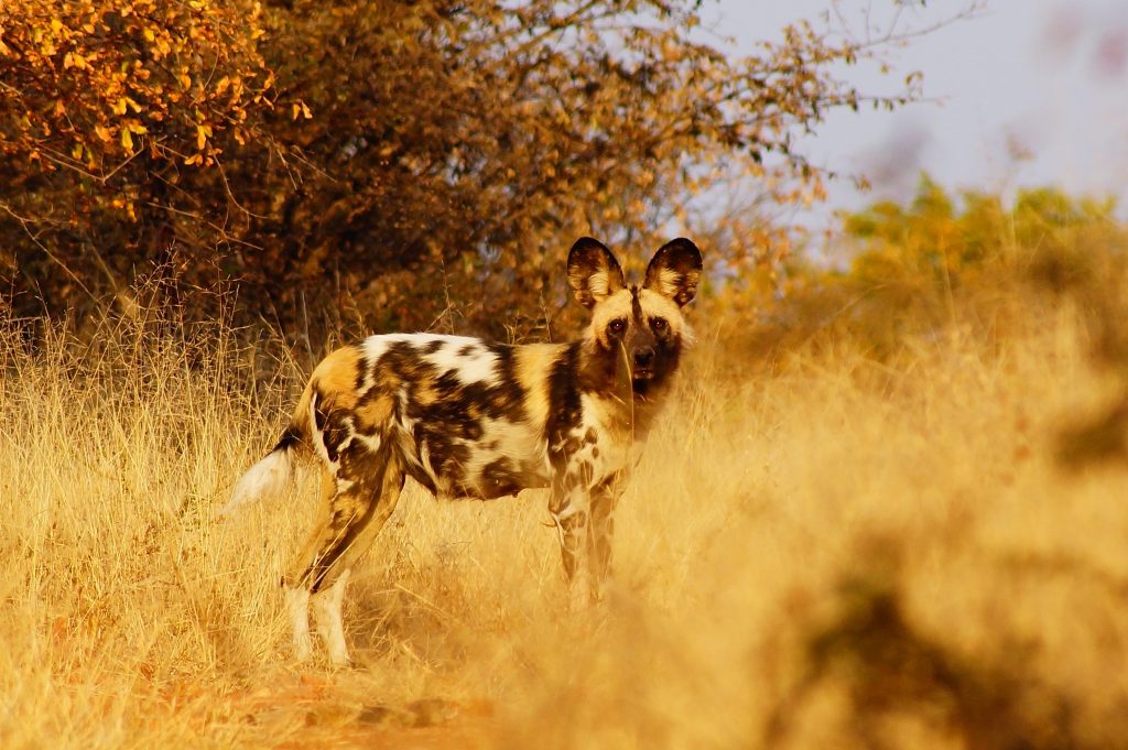 Wild Dog in Kruger National Park