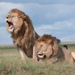 Lions in Kruger National Park