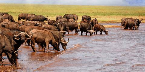 Panorama of a Herd of Buffalo Drinking in Lake Kariba