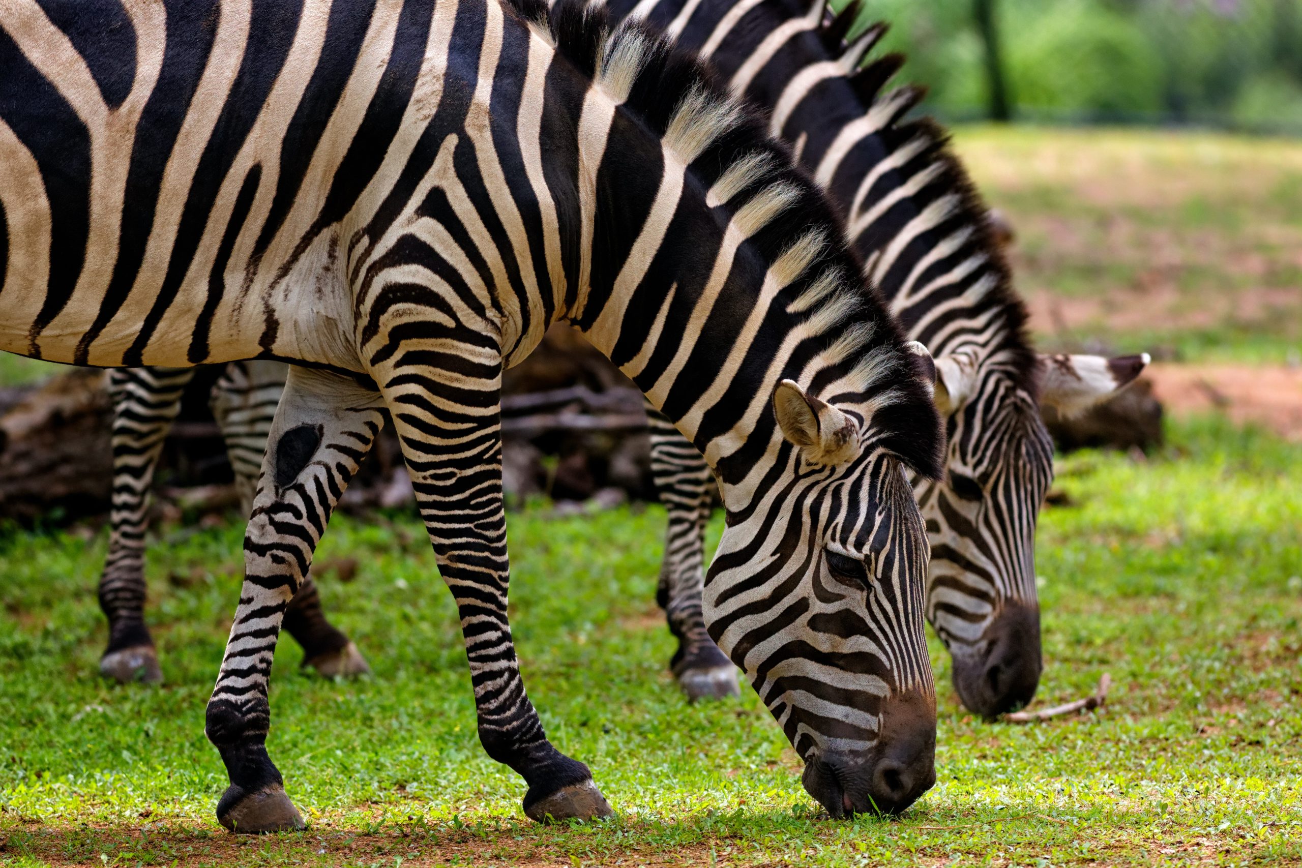 Zebras eating