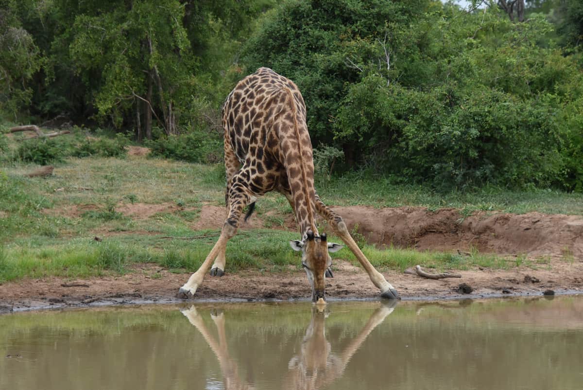 Giraffe Drinking Water