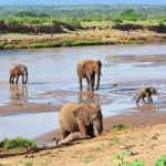 safari near Johannesburg