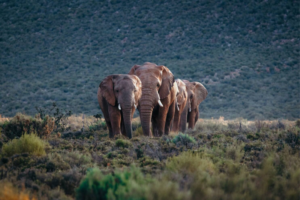 Aquila Game Reserve near Cape Town