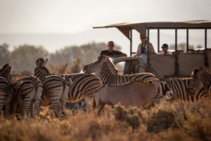 Game drive at Inverdoon Game Reserve