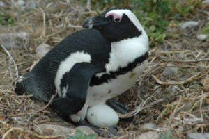 Penguin at Grotbos Nature Reserve