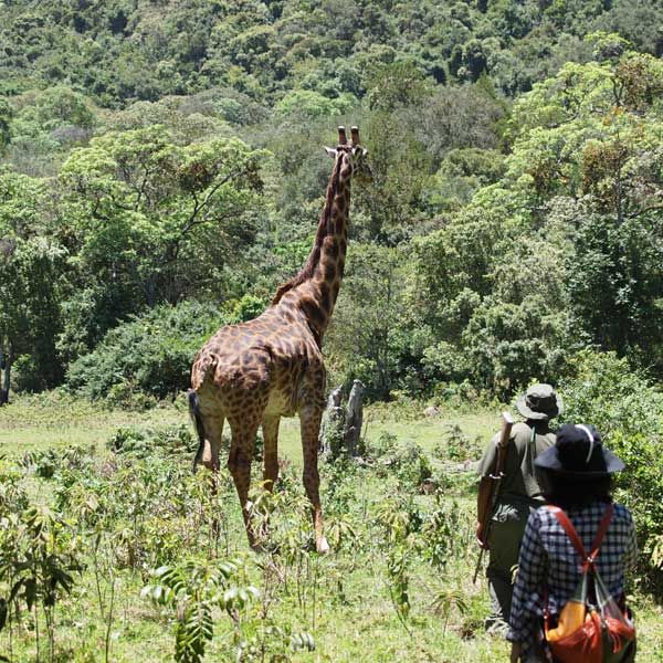 safari walks