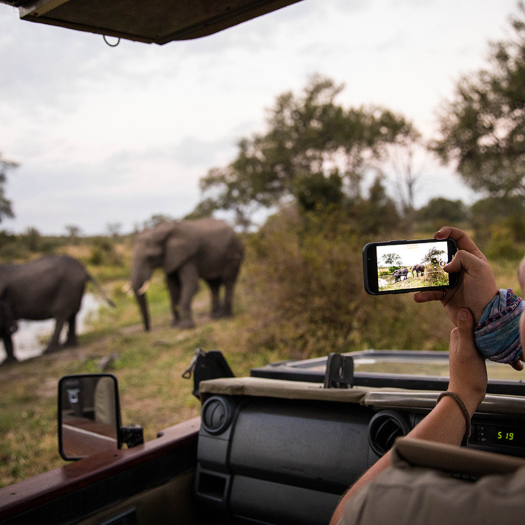 safari in South Africa