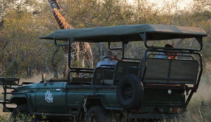 safari at Tshudu Game Lodge