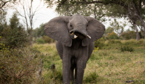 Elephant in the Kruger