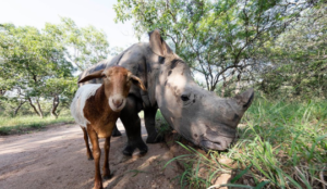 Rhino and sheep at Hoedspruit Endangered Sepcies Centre