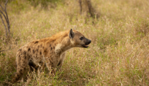 Hyena