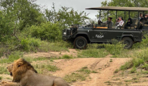 Lion on a game drive