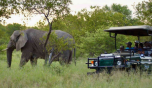 Game drive at Tshukdu Lodge