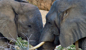 elephants at Tshukdu