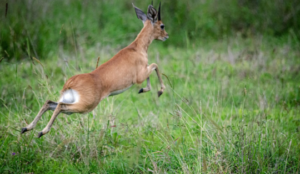 Springbok jumping in the Kruger