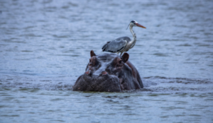 Hippo in the Kruger National Park