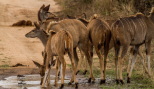 Antelopes