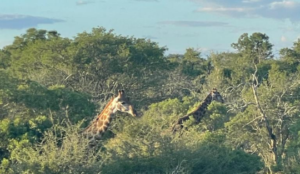 Girrafes in the Kruger National Park