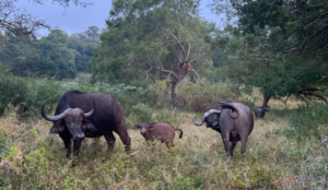 Buffalo family