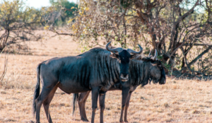 Wildebeests