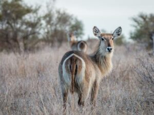 a perfect setting for an affordable safari adventure
