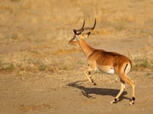 Budget-friendly camping in South Africa, perfect for an affordable safari experience.