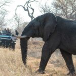 Self-drive safari vehicle in Kruger National Park, offering a budget-friendly wildlife experience