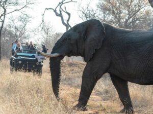 Self-drive safari vehicle in Kruger National Park, offering a budget-friendly wildlife experience