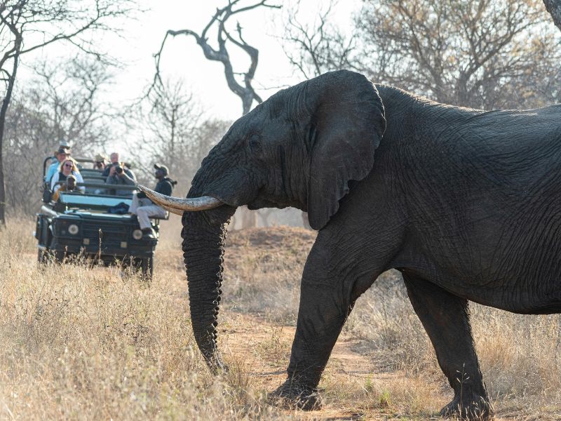 Self-drive safari vehicle in Kruger National Park, offering a budget-friendly wildlife experience