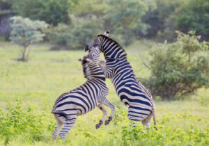 Zebras fighting