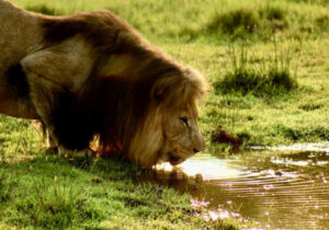 Lion drinking water