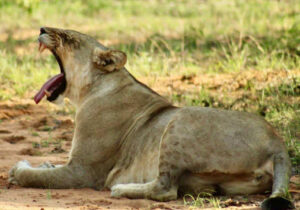 Lion yawning