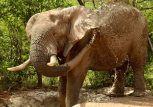 Elephant bathing