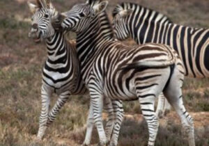 Zebras