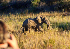 Elephant walking