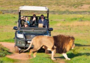 Game drives