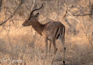 Impala