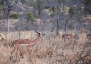 Impalas