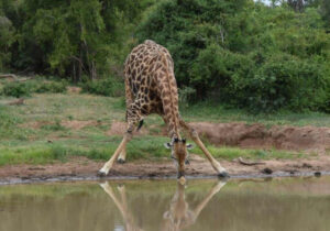 Giraffe drinking water