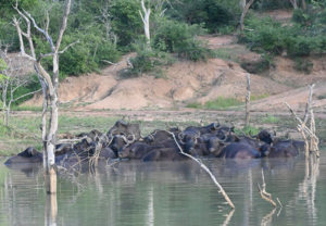 herd of buffalos