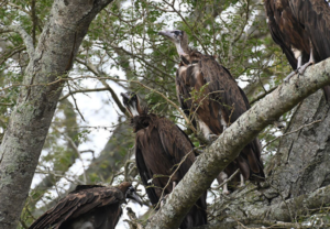 Vultures