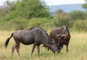 Wildebeests