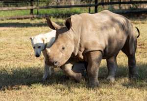 Rhinos at Hoedspruit Endangered Species Centre