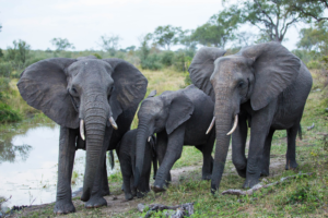 Elephants with a baby