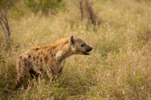 Hyena in kruger National Park