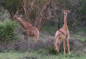 Giraffes