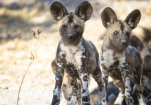 Wild dogs