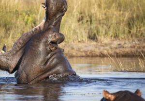 Hippo Ywaning