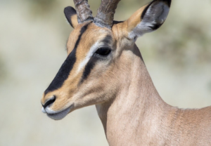 Impala